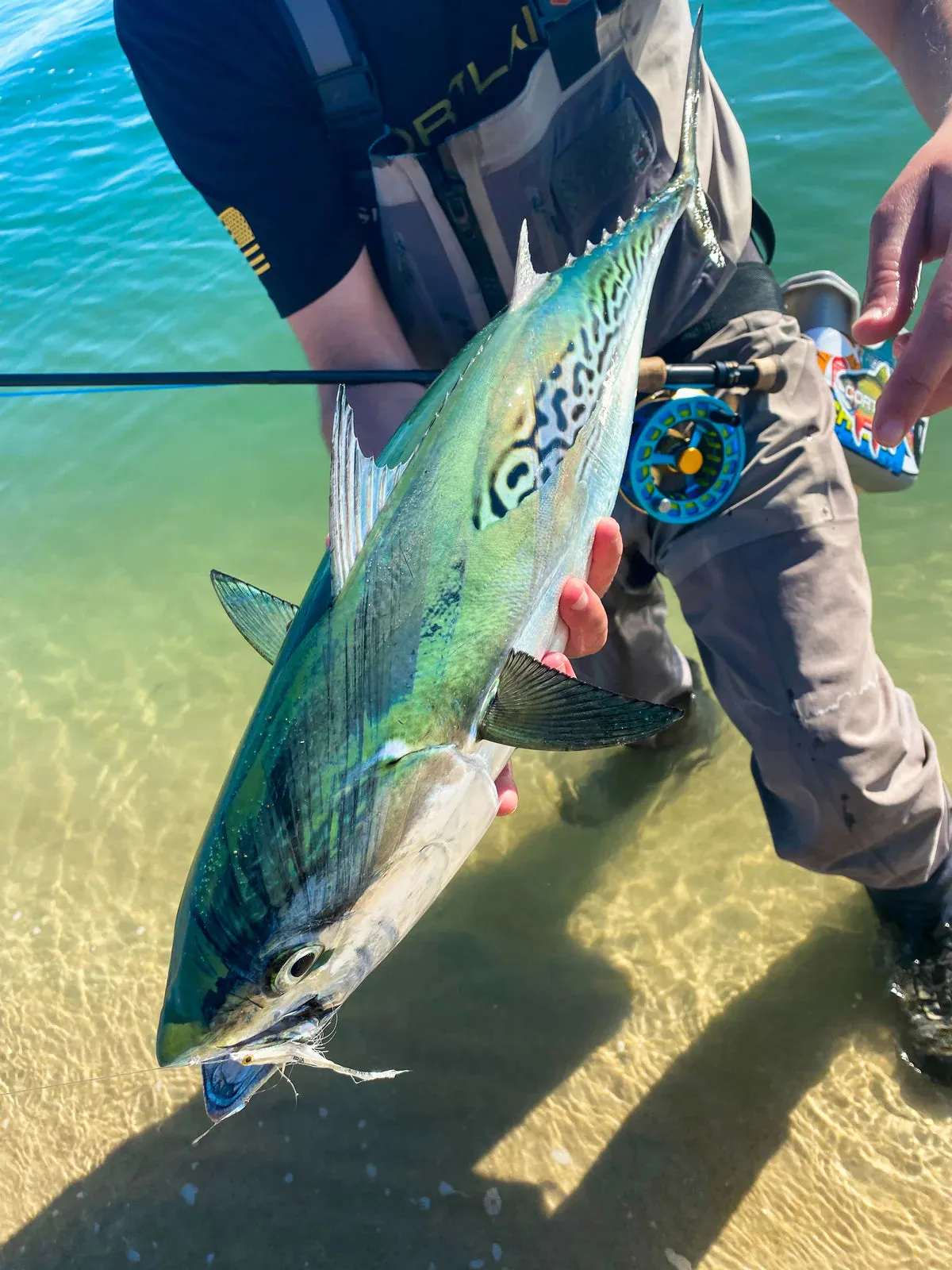 Cortland Striped Bass Intermediate Fly Line